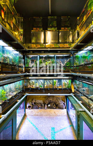 Tanks with lizards and reptiles interior of a pet shop