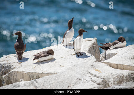 GUILLEMOT seabirds at Saltee Islands in County Wexford - Ireland Stock Photo