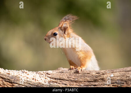 Red Squirrel (Sciurus vulgaris) sitting on a tree branch at Kuhmo, Finland, 2018.© Jason Richardson Stock Photo