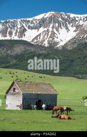 Horses near an old barn in Oregon's Wallowa Valley. Stock Photo