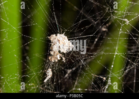 spider's web macro with water droplets.  Tangled mass in the middle with copy space. Stock Photo