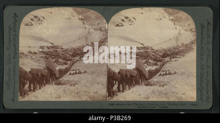 Miners and packers climbing the Golden Stair trail, Chilkoot Pass ...