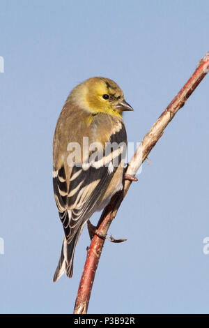 A male American goldfinch in winter. Stock Photo