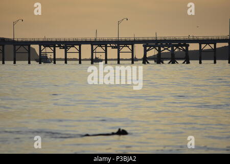 A sea otter plays in the waves during sunset by Avila Beach with the historic Avila Beach Pier in the background. Stock Photo