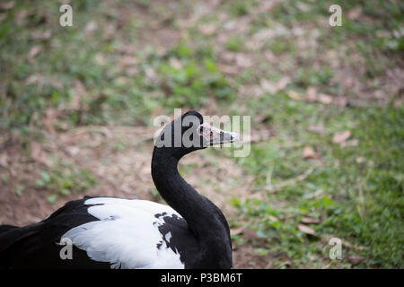 Close up of a magpie goose in a field Stock Photo