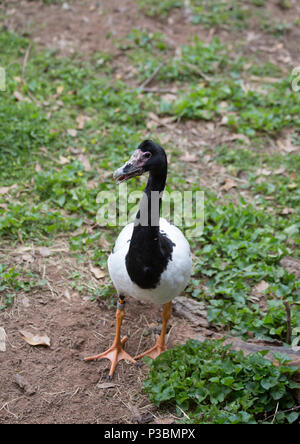 Close up of a magpie goose in a field Stock Photo