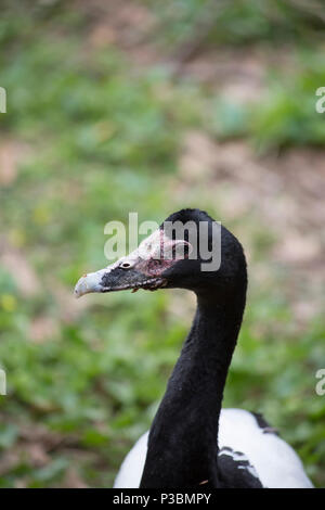 Close up of a magpie goose in a field Stock Photo