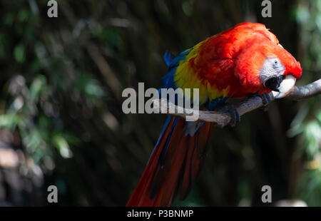 Scarlet macaw bird bent forward, preparing to squawk on a branch perch Stock Photo