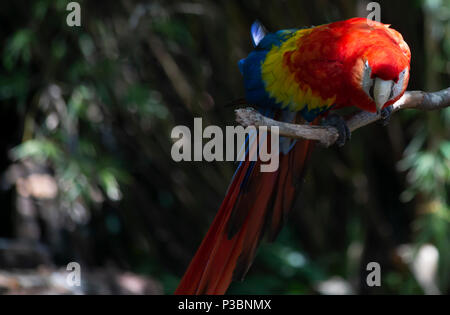 Scarlet macaw bird bent forward on a branch perch Stock Photo