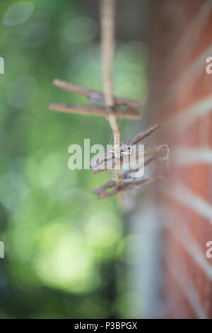 Unused clothes pins on a line outside a red brick building Stock Photo