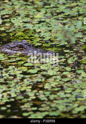 Alligator (Alligator mississippiensis) watching from its spot in a bayou Stock Photo