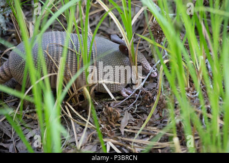 Nine-banded armadillo (Dasypus novemcinctus) foraging for insects in a forest Stock Photo