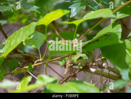 Green anole (Anolis carolinensis) hiding among leaves on a tree branch Stock Photo