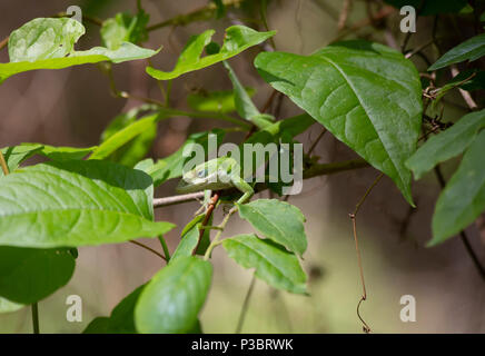 Green anole (Anolis carolinensis) hiding among leaves on a tree branch Stock Photo