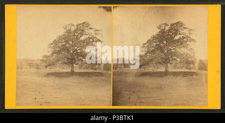 . Old oak tree.  Coverage: 1867?-1875?. Digital item published 6-30-2005; updated 2-13-2009. 220 Old oak tree, from Robert N. Dennis collection of stereoscopic views 2 Stock Photo