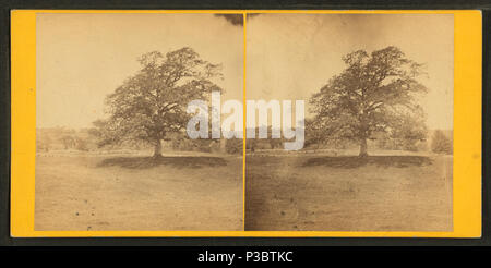 220 Old oak tree, from Robert N. Dennis collection of stereoscopic views 2 Stock Photo