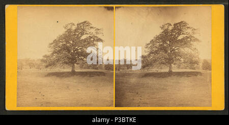 220 Old oak tree, from Robert N. Dennis collection of stereoscopic views Stock Photo