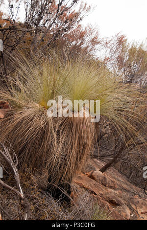 Wilpena Pound South Australia, yakka grass tree growing on slope Stock Photo