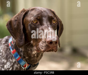 German Shorthaired Point (GSP) Dog Staring Stock Photo