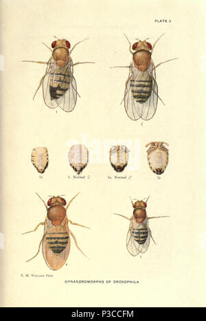 Contributions to the genetics of Drosophila melanogaster ... Washington,Carnegie Institution of Washington,1919. http://biodiversitylibrary.org/page/805345 2 Contributions to the genetics of Drosophila melanogaster (1919) - Plate 3 - BioDivLibrary page 805345 Stock Photo