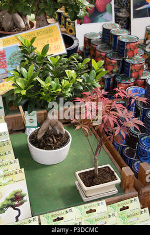 Bonsai trees for sale at Amsterdam flower market Stock Photo