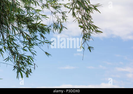 Fresh green bamboo leaves against blue sky background Stock Photo