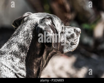 Profile view of a Black haired dog facing direct sunlight with ears in an alert position Stock Photo