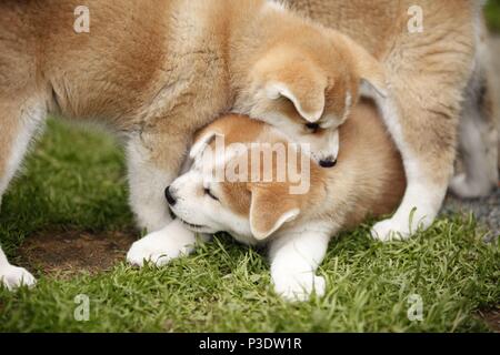 Akita Inu puppies Stock Photo