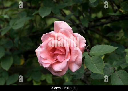 Rosa Chaplins Pink, climber. Pink rose flower. Stock Photo