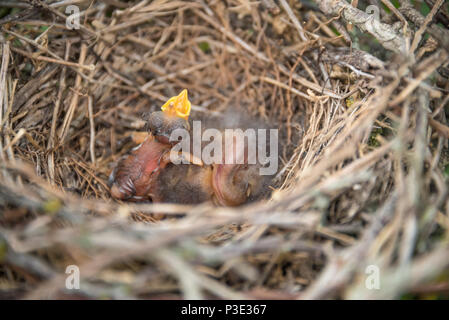 Newborn bird with mouth open in nest. Stock Photo