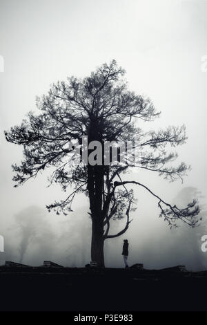 A dense layer of floating clouds came up to touch this tree with some awesomeness in forest of Dochu la, Bhutan Stock Photo