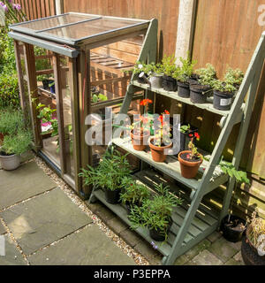 Gabriel Ash upright cold frame greenhouse and plant staging display stand / theatre on small domestic garden terrace Stock Photo