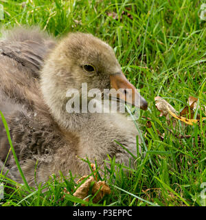 Wild Canada Goose (Branta canadensis) gosling sitting in green grass, Lincolnshire,UK Stock Photo