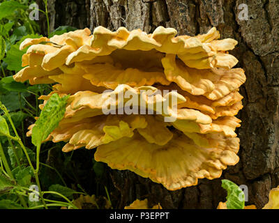 'Chicken of the woods' ( Laetiporus sulphureus ) bracket fungus growing on tree trunk, Lincolnshire, England, UK Stock Photo
