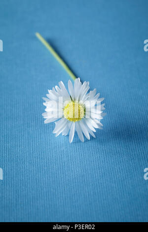 Single white Daisy on blue plain background Stock Photo