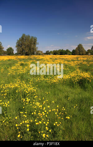 Summer view of a flower meadow, river Nene Valley near Castor village; Peterborough city; Cambridgeshire; England Stock Photo