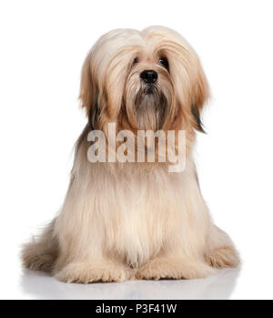 Lhassa Apso, 9 months old, sitting in front of white background Stock Photo