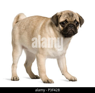 Pug puppy, 5 months old, standing in front of white background Stock Photo