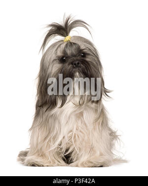 Lhasa Apso, 1 year old, sitting in front of white background Stock Photo