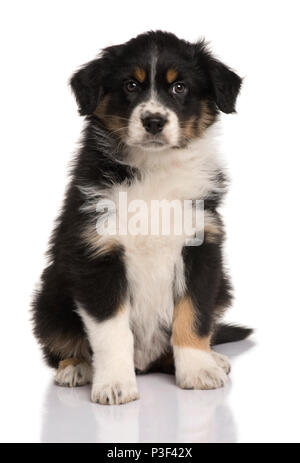 Australian Shepherd puppy, 8 weeks old, sitting in front of white background