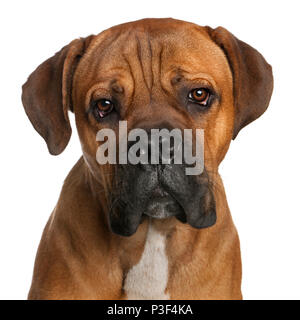 Close-up of Cane Corso, 9 months old, in front of white background Stock Photo