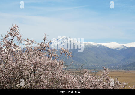 Flowering tree and a snowed mountain as a background Stock Photo