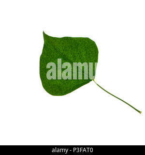 a backlit ivy leaf on a white background Stock Photo