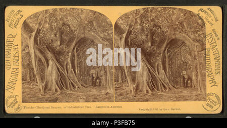 . The Great Banyan or Indiarubber tree. Largest in America. Florida. Alternate Title: Instantaneous photography.  Coverage: 1868?-1910?. Source Imprint: 1868?-1910?. Digital item published 7-18-2005; updated 2-12-2009. 309 The Great Banyan or Indiarubber tree. Largest in America. Florida, from Robert N. Dennis collection of stereoscopic views Stock Photo