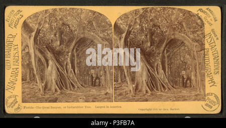 309 The Great Banyan or Indiarubber tree. Largest in America. Florida, from Robert N. Dennis collection of stereoscopic views Stock Photo