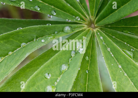 Lupin leaf with raindrops. Stock Photo