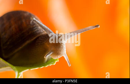 Close up macro shot of UK common garden snail (Helix aspersa) sitting inside small, green leaf; orange plant natural backdrop. Stock Photo