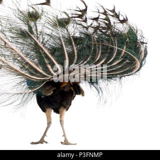 Rear view of peacock standing in front of white background Stock Photo