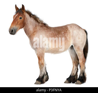 Belgian Heavy Horse foal, Brabancon, a draft horse breed, 13 months old, standing in front of white background Stock Photo