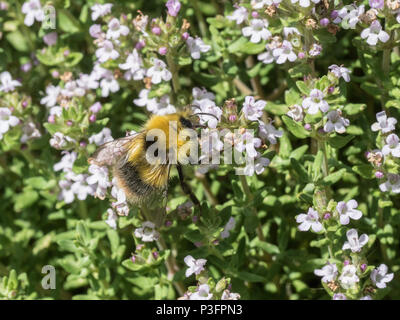 A close up of a buff tailed bumble bee feeding on thyme flowers